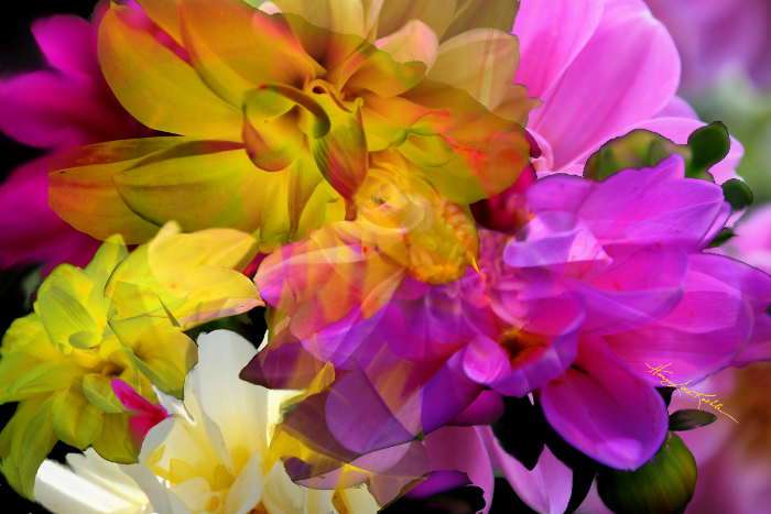 digital flower photo composition