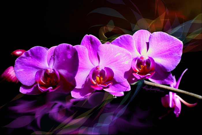 digital orchid nature painting