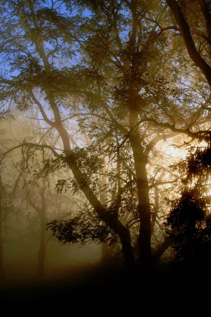 misty autumn nature art photography prints