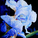 flower painting of blue iris
