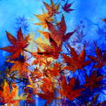 Colorful Autumn Maple Leaves