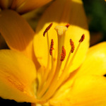 Golden Asiatic Lily
