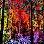 digital painting of autumn woods