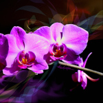 Digital Orchid Painting