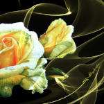 Yellow Rose Aura