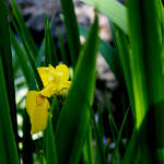 yellow iris garden art photography
