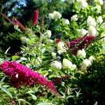Fuchsia butterfly bush artistic photograph