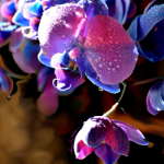 art photo of purple orchid
