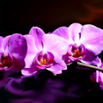 orchid photography prints