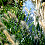 nature photo prints of grass and creek