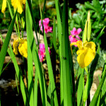 Iris And Peony Flower Photo Art